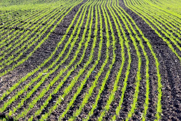 Kukurydza młodych roślin w rzędach na uprawne pola uprawne — Zdjęcie stockowe