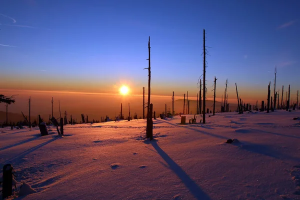 Zima Las zniszczony przez korniki podczas zachodu słońca — Zdjęcie stockowe