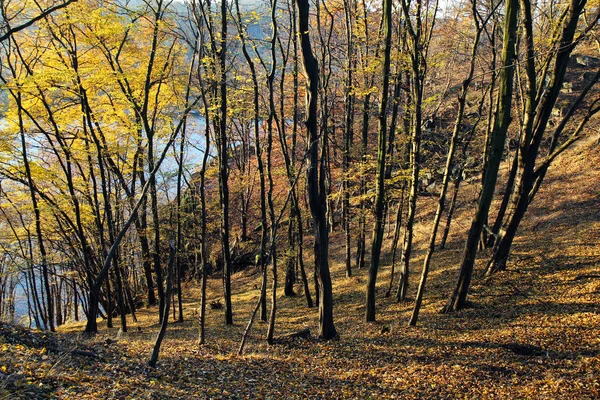 Осінь в жовтому листяному лісі Стокове Фото