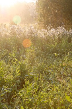 Yaz aylarında güneş ışığı