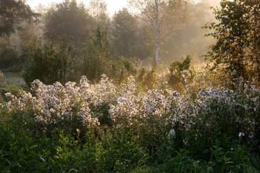 Yaz aylarında güneş ışığı