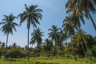 Tayland 'daki Palm Grove, Phuket' te, köyün yakınında. Yaz. Seyahat et. Doğa. Peyzaj.