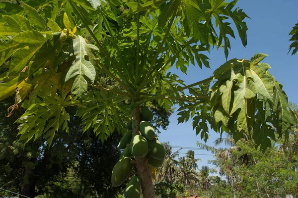 Flok Mango Modnes Træ Thailand Øen Phuket Høst Tropics Eksotiske - Stock-foto