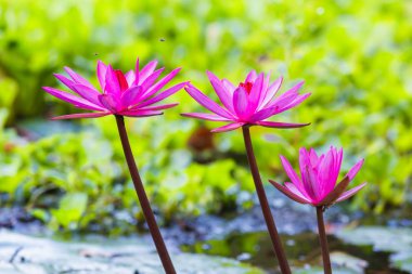 Pembe Nilüfer Çiçeği ya da Nilüfer Nilüfer Çiçeği. 