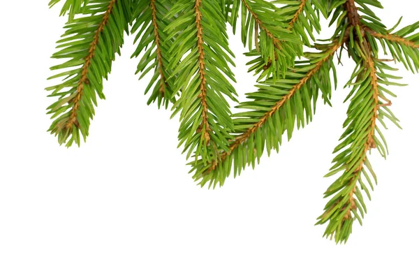 Grön Gran grenar för det nya året — Stockfoto