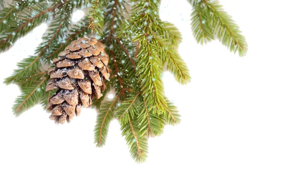 Branche de sapin avec cône, poudré de neige — Photo