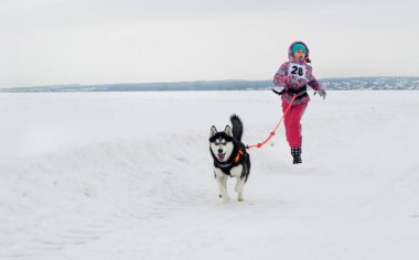 Kharkiv - Ocak 14: kızak köpek yarış. Sporcu kız ile yapın çalışır
