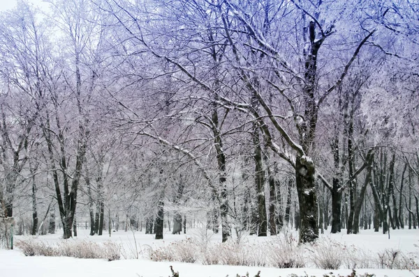 Snöig skog på vintern — Stockfoto
