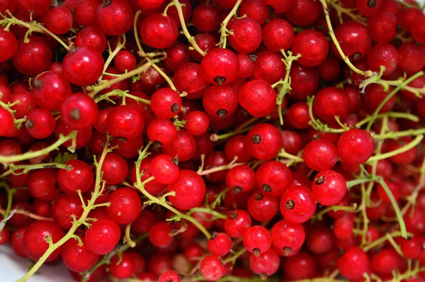 Background from berries currant — Stock Photo, Image