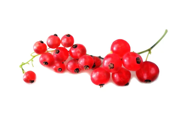 Branch red Currant on white background — Stock Photo, Image