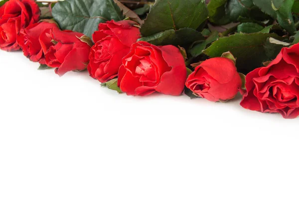 하얀 배경에 있는 붉은 장미 — 스톡 사진