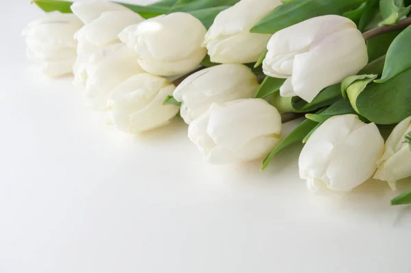 Tulipanes blancos yacen sobre un fondo claro — Foto de Stock