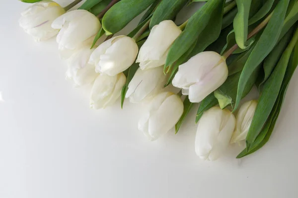 Tulipanes blancos yacen sobre fondo claro. Delicado ramo de primavera — Foto de Stock