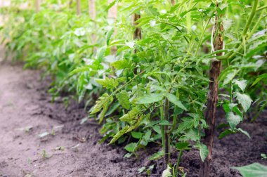 Parlak güneşin altında yatakta domates büyümek. Çiftlik, sebze g