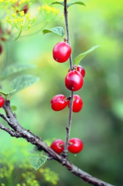 Olgun kırmızı keçe kiraz ile şube