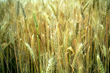olgun buğday kulakları ile alan