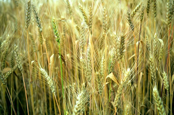 olgun buğday kulakları ile alan