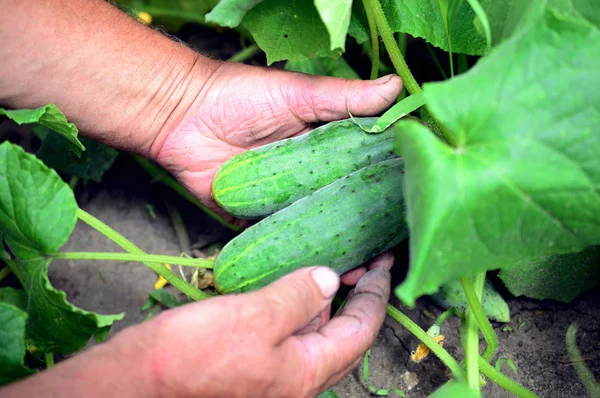 Farmer is holding cucumbers in the garden — Stock Photo, Image