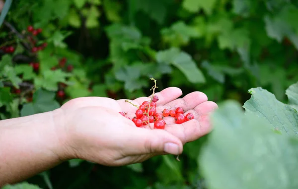 Bacche di ribes mature nella mano degli agricoltori — Foto Stock