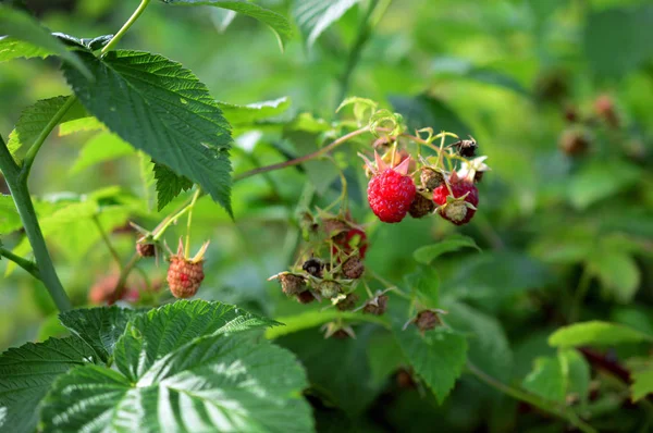 Raspberry branch with ripe and green berries in garden — Stock Photo, Image