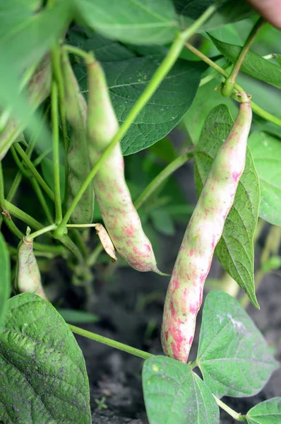 Bean pods on bed among the leaves — Stock Photo, Image