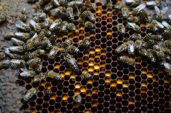 Bees crawl on honeycombs half filled with pollen — Stock Photo, Image