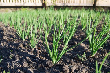 yeşil soğan bir bahçe yatak üzerinde büyür