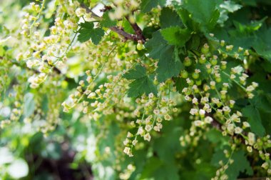 Frenk üzümü bahçede yeşil yaprakları ile Bush çiçekli