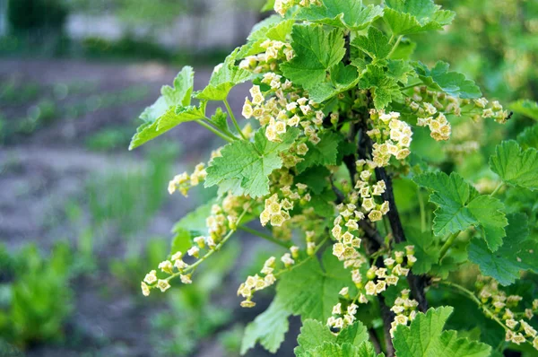 Cespuglio fiorito di ribes con foglie verdi in giardino — Foto Stock