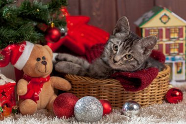 Noel hediyeleri ve ağacın altında yavru kedi