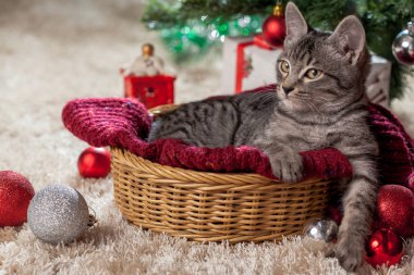 Noel hediyeleri ve ağacın altında yavru kedi