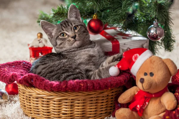 Prezenty świąteczne i kotek pod drzewem — Zdjęcie stockowe