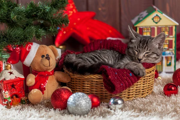 Weihnachtsgeschenke und Kätzchen unterm Baum Stockbild
