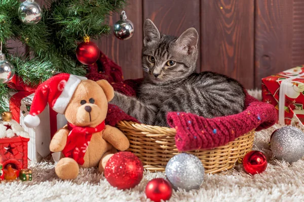 Christmas gifts and kitten under the tree Stock Photo