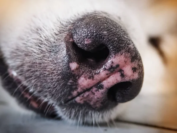 在狗鼻子的选择焦点 磨擦表面质感 模糊的光线周围 — 图库照片