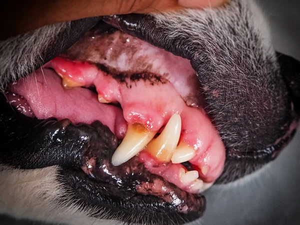 Köpek dişi probleminin seçici odak noktası, plaket, hastalık işareti, sağlıksız, hayvan ağzı