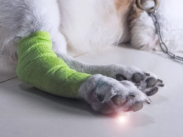 Dog leg wrapped with bandage,protect from danger and treatment animal,lens flare effect.