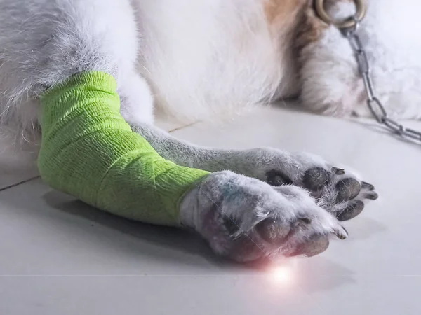 Bandajla sarılı köpek bacağı, tehlikeden ve tedavi hayvanından korunma, mercek alevi etkisi.