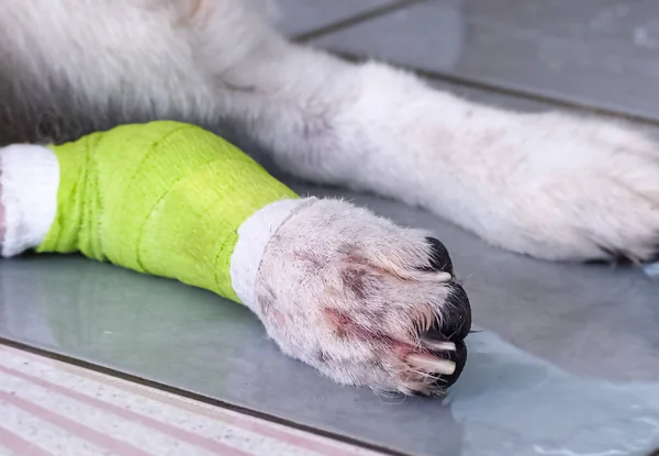 Pes Nohy Zabalené Obvazem Chránit Před Nebezpečím Ošetření Zvířat — Stock fotografie