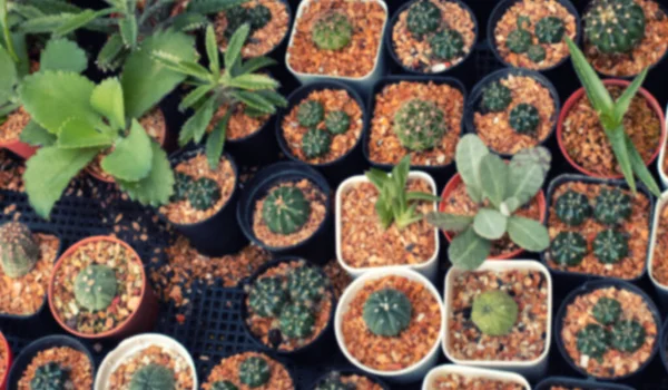 Fond Conception Lumière Floue Cactus Dans Pot Plastique Empilé Dans — Photo