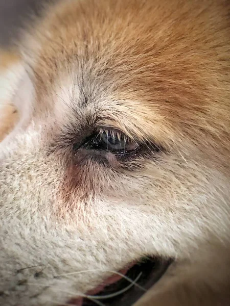 Closeup Olho Cão Com Mancha Lacrimal Redor Sintoma Conjuntivite Olho — Fotografia de Stock