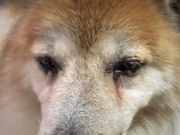 Etrafında Gözyaşı Lekesi Olan Kapalı Köpek Gözü Bilinç Kaybı Semptomu — Stok fotoğraf