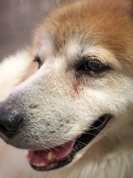 涙汚れの周りに犬の目を閉じます 結膜炎症状 赤目と不健康な — ストック写真