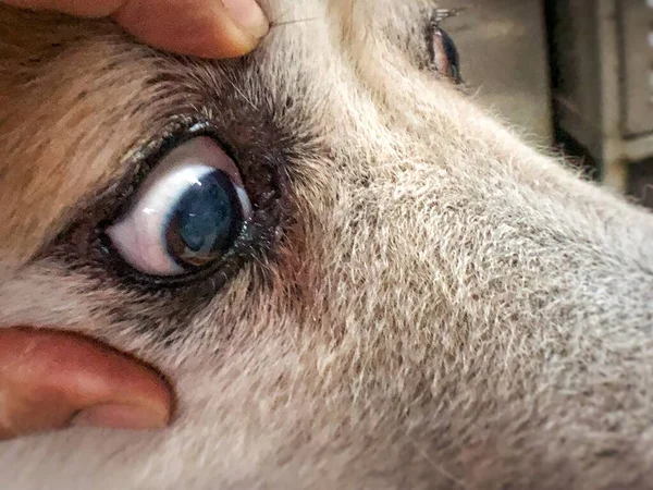 Closeup Olho Cão Com Mancha Lacrimal Redor Sintoma Conjuntivite Olho — Fotografia de Stock