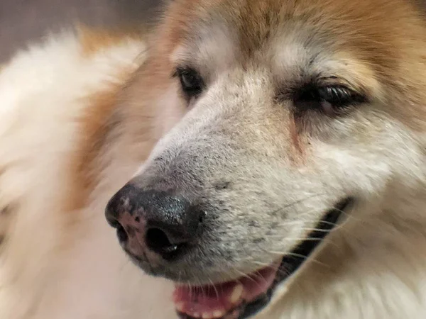 Klokke Hundeøyne Med Tåreflekker Rundt Symptomer Konjunktivitt Røde Øyne Usunne – stockfoto