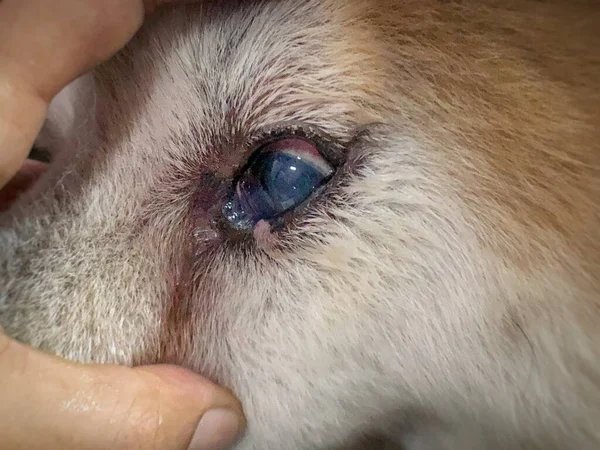 Closeup dog eye with tear stain around,Conjuncitivitis symptom,red eye and unhealthy