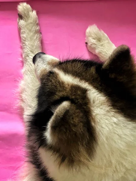 Encerramento Rosto Cão Deitado Tapete Rosa — Fotografia de Stock