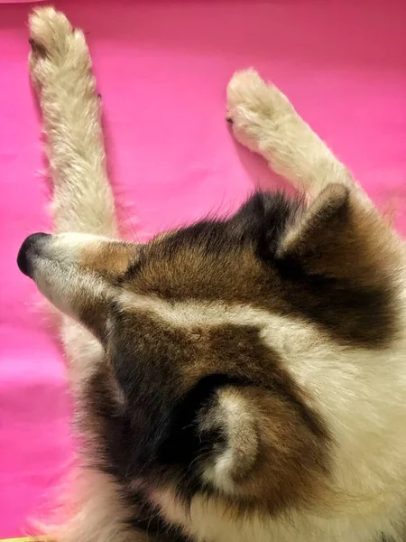 Gros Plan Visage Chien Couché Sur Tapis Rose — Photo