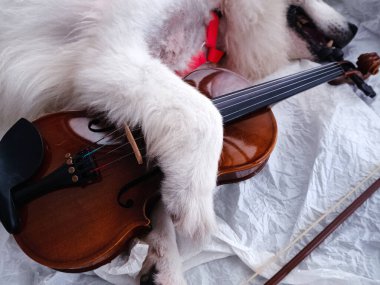 Keman, arka planda sevimli köpek bacağı tarafından sarılmaktı.