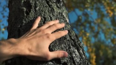Male hand touches a tree trunk. Young man cares about nature and the environment, concept of man and nature. Clear autumn sky, birch trunk.